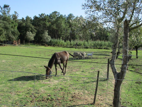 Equus asinus x Equus caballus