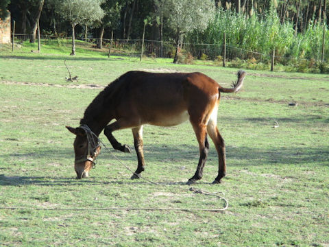 Equus asinus x Equus caballus