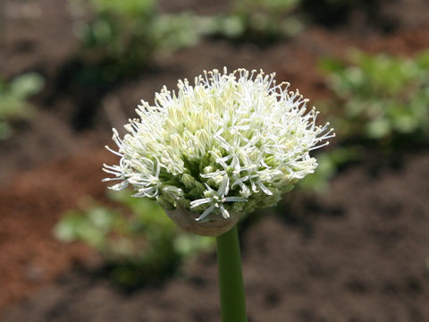Allium stipitatum cv. Mount Everest