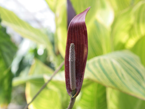 Anthurium flavolineatum