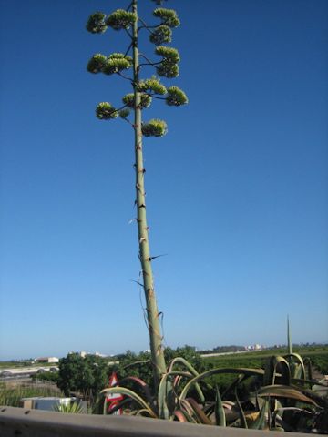 Agave americana