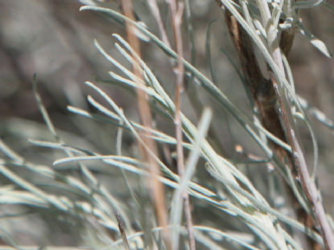 Artemisia filifolia