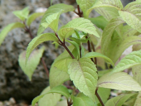 Chelonopsis yagiharana