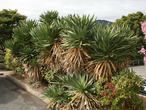 Yucca gloriosa