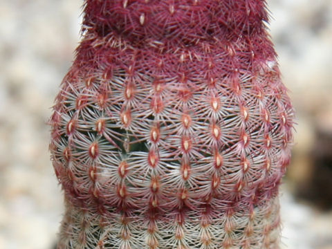 Echinocereus rigidissimus ssp. rubispinus