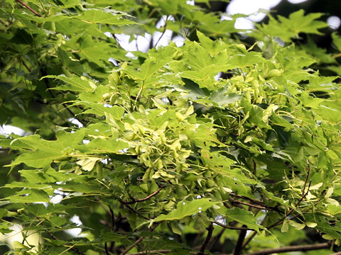 Acer mono var. marmoratum f. dissectum
