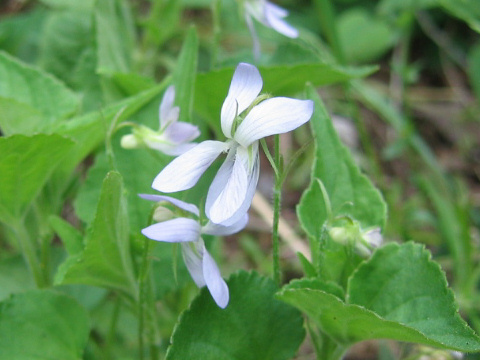 Viola acuminata