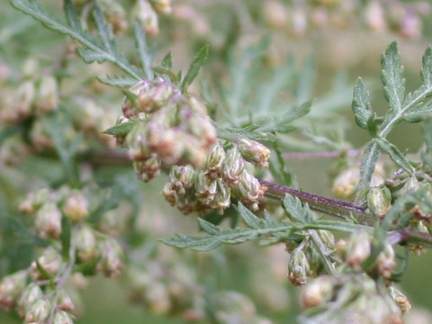 Artemisia iwayomogi