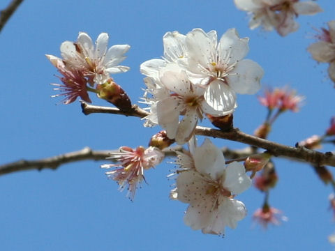 Prunus jamasakura cv. Hiemalis