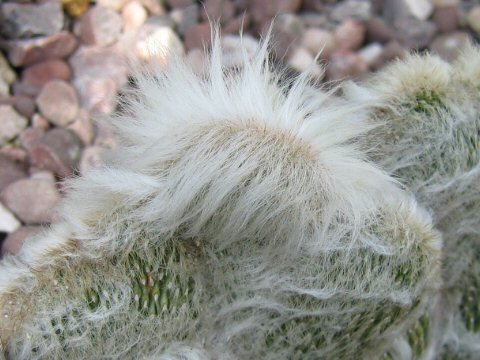 Espostoa lanata f. cristata
