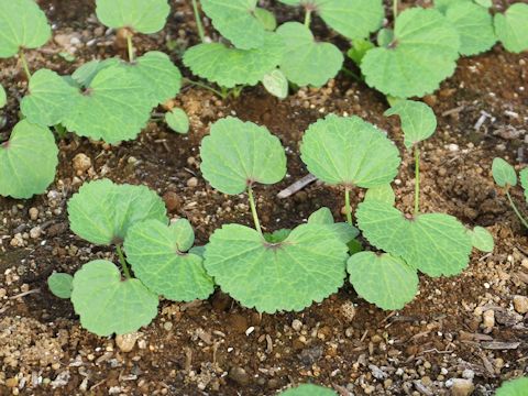 Malva verticillata var. crispa