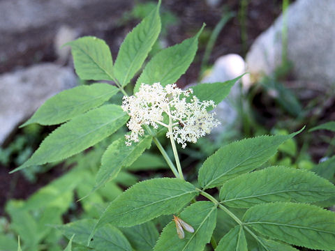 Sambucus racemosa ssp. sieboldiana var. major