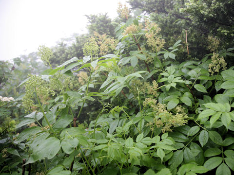 Sambucus racemosa ssp. sieboldiana var. major