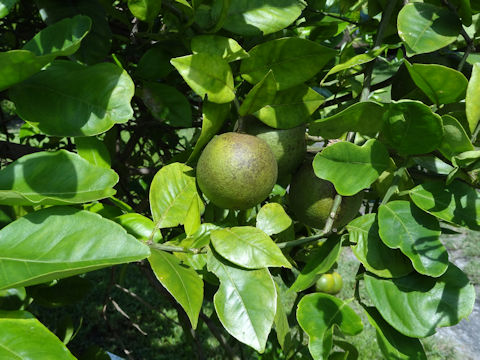 Citrus sinensis cv. Parson Brown