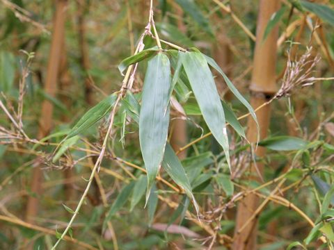 Phyllostachys bambusoides var. holochyryse
