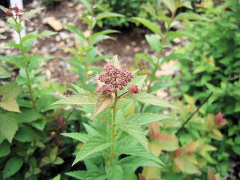 Spiraea japonica f. alpina