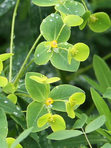 Euphorbia togakusensis var. ozense