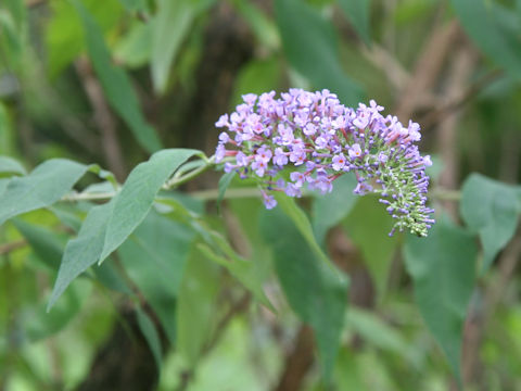 Buddleja curviflora f. venenifera