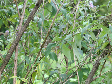 Buddleja curviflora f. venenifera