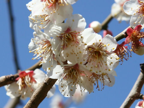 Prunus mume cv. Kichirobei