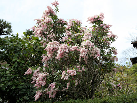 Pieris japonica f. Rosea