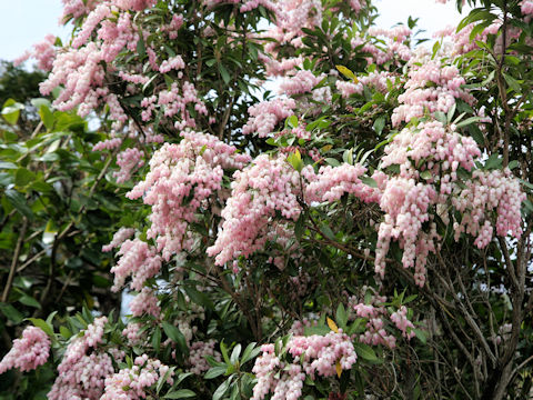 Pieris japonica f. Rosea