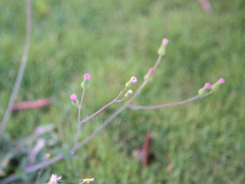 Emilia sonchifolia var. javanica