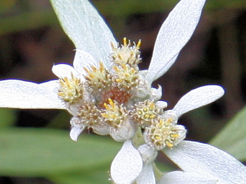 Leontopodium japonicum