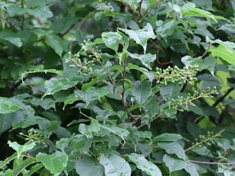 Prunus grayana