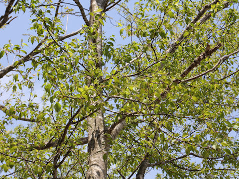 Prunus grayana