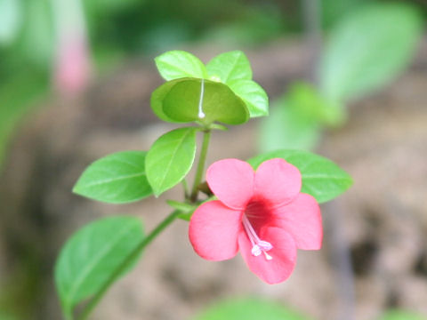 Barleria repens