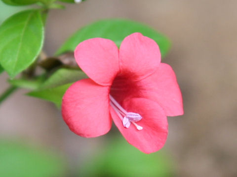 Barleria repens