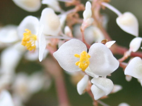 Begonia kellermanii