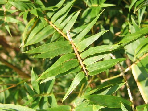 Bambusa multiplex var. elegans f. viridi-striata