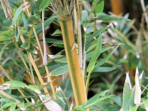 Bambusa multiplex var. elegans f. viridi-striata