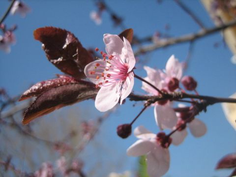 Prunus cerasifera var. atropurpurea