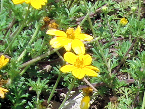 Bidens ferulifolia cv. California Sun