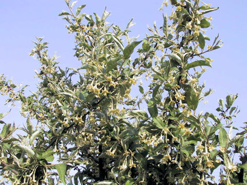 Elaeagnus multiflora var. hortensis cv. Gigantea