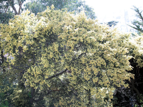Acacia rigidula