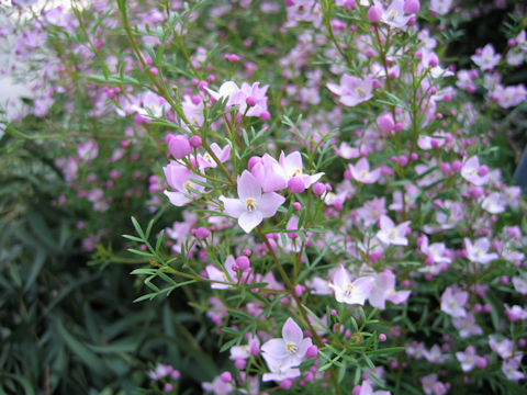 Boronia pinnata cv. Sydney