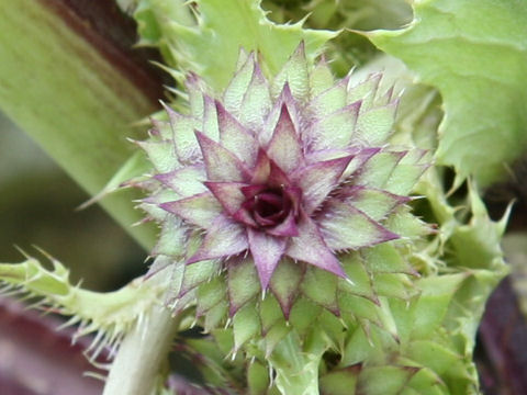 Cirsium purpuratum