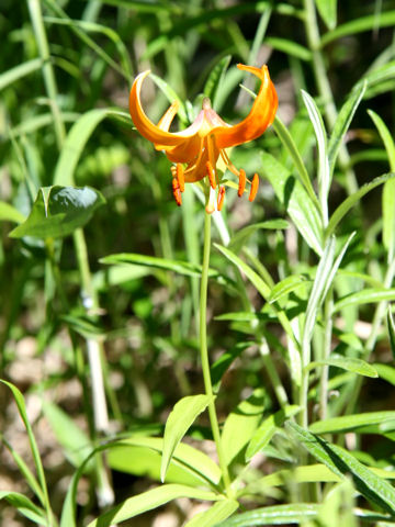 Lilium medeoloides f. immaculatum