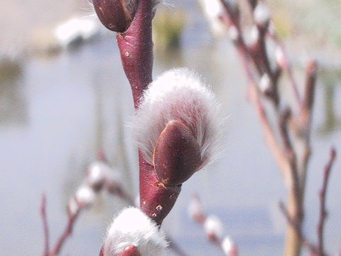 Salix x leucopithecia