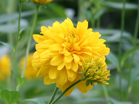 Rudbeckia laciniata var. hortensis cv. Golden Glow