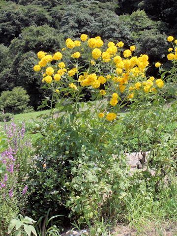 Rudbeckia laciniata var. hortensis cv. Golden Glow