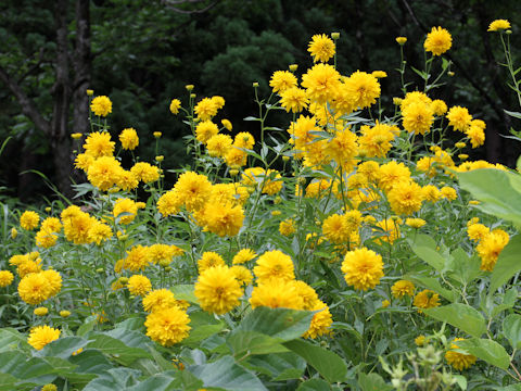 Rudbeckia laciniata var. hortensis cv. Golden Glow