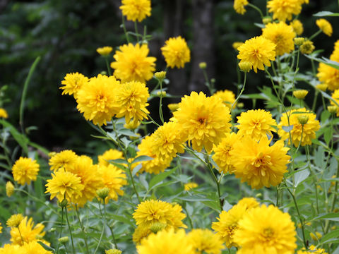 Rudbeckia laciniata var. hortensis cv. Golden Glow