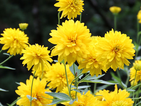 Rudbeckia laciniata var. hortensis cv. Golden Glow