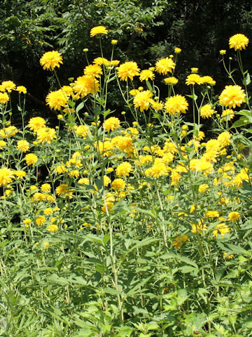 Rudbeckia laciniata var. hortensis cv. Golden Glow