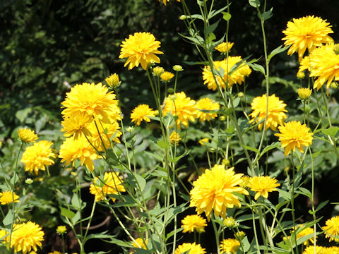 Rudbeckia laciniata var. hortensis cv. Golden Glow